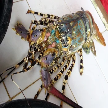 
Live Tiger Lobster 