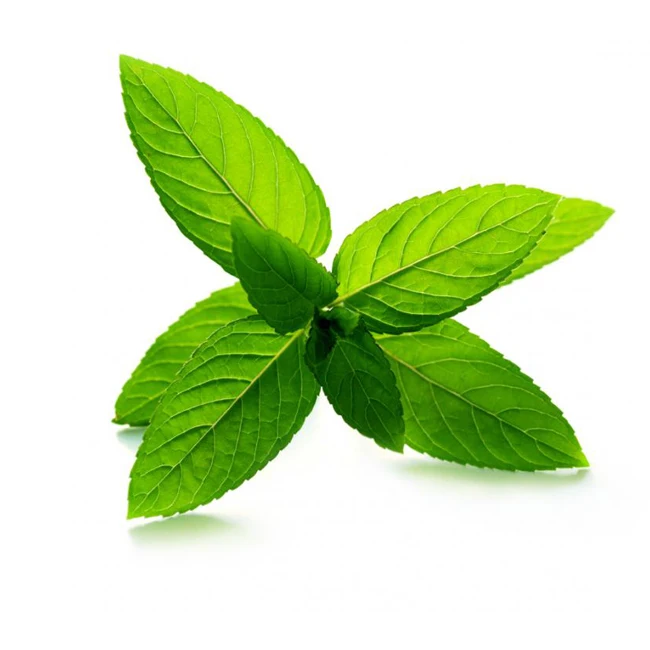 Cold Pressed Oil Bulk Best High Quality 100% Pure Natural Organic Peppermint Essential Oil - Wholesale Manufacturer Exporter