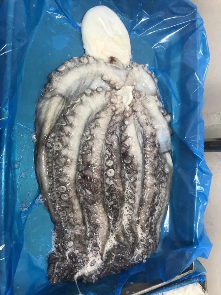 Необработанный замороженный Полный Круглый Осьминог (вытянутый)-страна-Чили