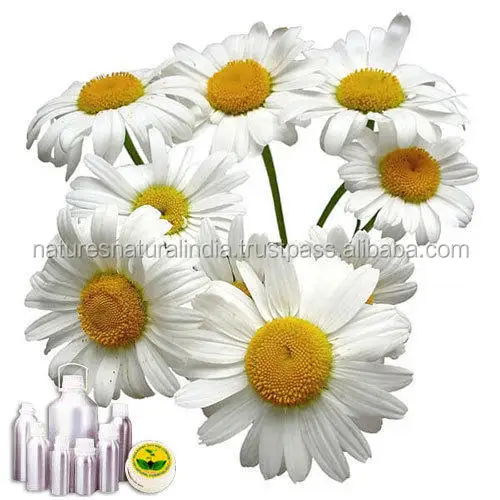 Chamomile German Blue Essential Oil