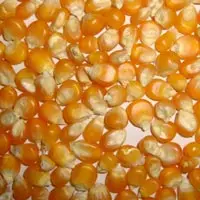 
New Crop Dried Yellow Maize 