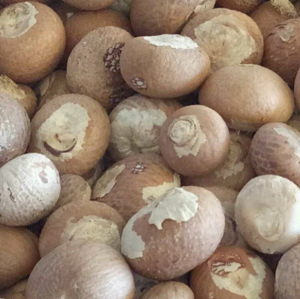 Dried Whole- Splits Betel Nut