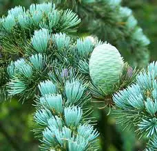 Wholesale Cedarwood Essential Oil For Aromatherapy 100% Pure Organic, Manufacturer Bulk Supplier Export From India Top Grade Oil