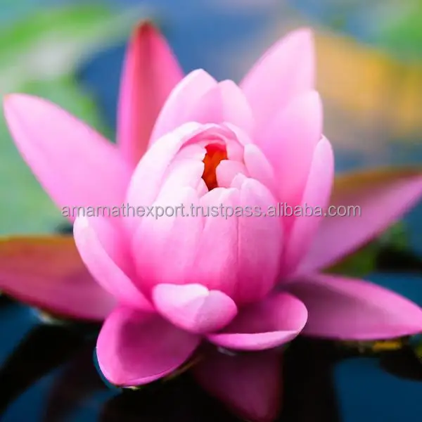 Pink Lotus Oil Export Quality Cosmetic Essential Oil