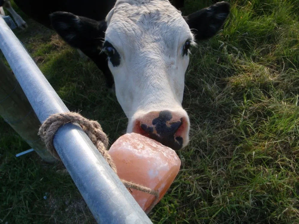 ГИМАЛАЙСКАЯ СОЛЬ для животных, лик 2,5 кг-3,5 кг/корм для соли для животных для крупного рогатого скота/лизки для животных/блок минеральной соли для домашнего скота/