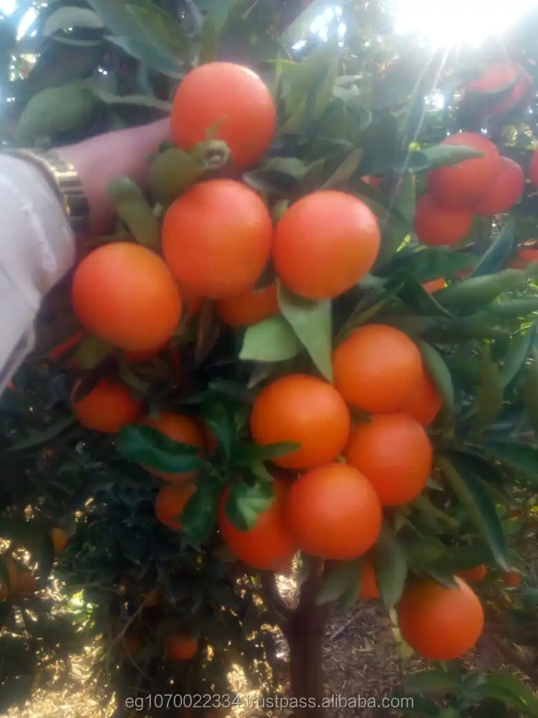 mandarin orange fruit for Oman  market  speed shipping