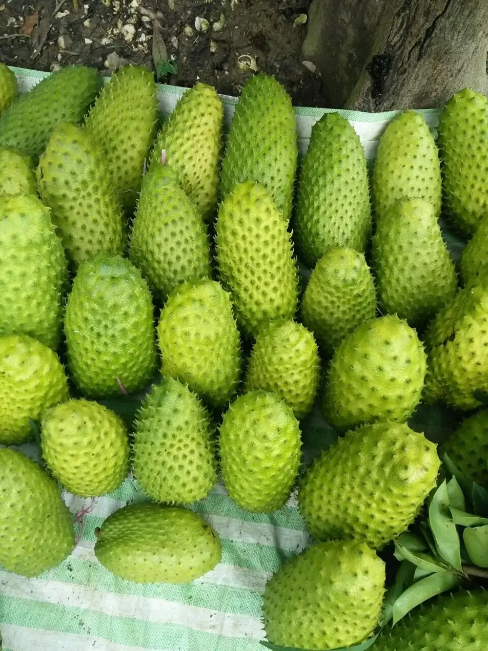 FRESH SOURSOP FRUIT (GRAVIOLA)