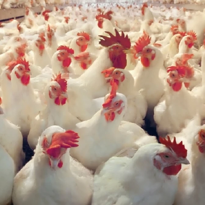 
Chicken HALAL FROZEN WHOLE CHICKEN-FROZEN CHICKEN PAWS 