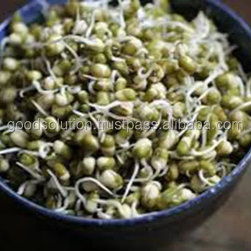 FRESH GREEN MUNG BEAN FOR MAKING SPROUT