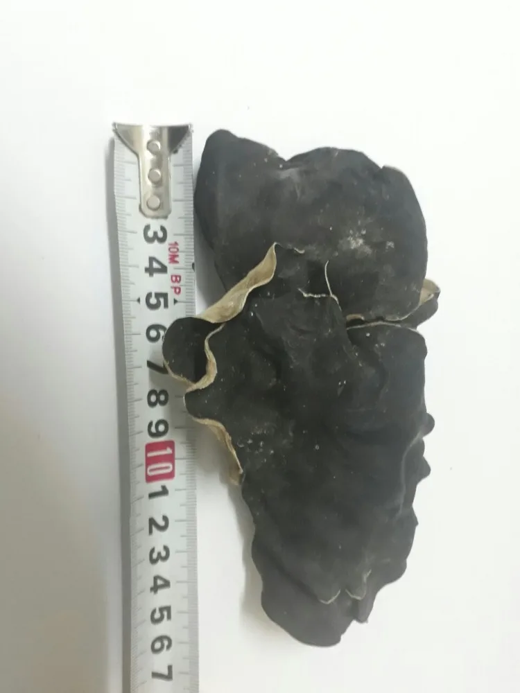 dried wood ear mushroom/ dried mushroom / black mushroom Vietnam in 2020