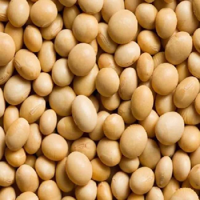 Premium Quality Organic Soybean / Soya bean / Soybeans Seeds From India
