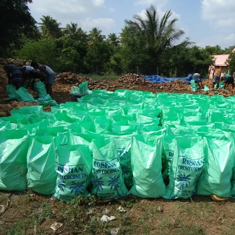25 кокосовых орехов для продажи
