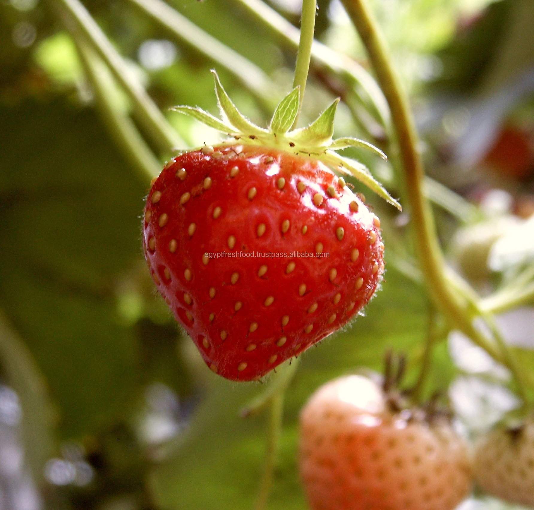 
Fresh strawberry Wholesale price 2019 , strawberry fruit best quality and price ready to export from Egypt 