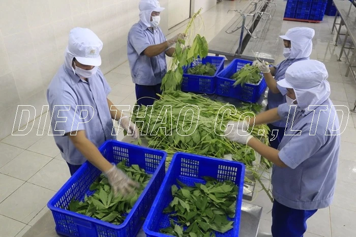 FROZEN CASSAVA LEAF VIETNAM
