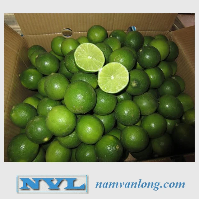 
FRESH LIME WITH HIGH QUALITY AND BEST PRICE 
