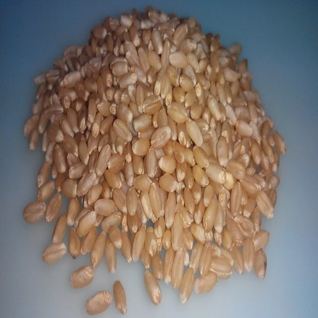 Indian Wheat Suppliers
