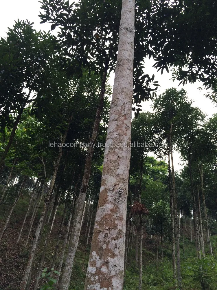 
VIETNAM SPLIT CASSIA/CINNAMON WHOLE/CIGARETTES/BROKEN/POWDER (MR. TUYEN-WHATSAPP/VIBER/SKYPE/KAKAOTALK/WECHAT 0084916275888) 