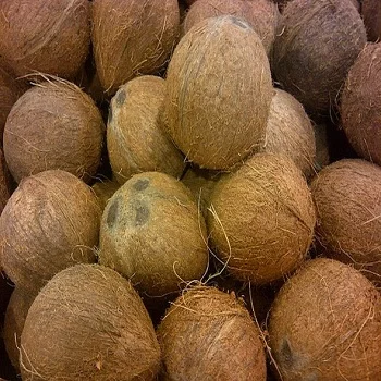 Top Quality Indian Matured Semi Husked Coconut