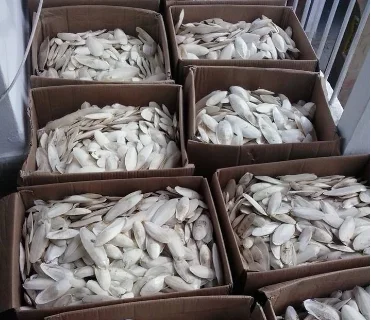 
Cuttlefish Bone/ in Bulk/ Dried/ For Bird and Animal with High Quality!! 