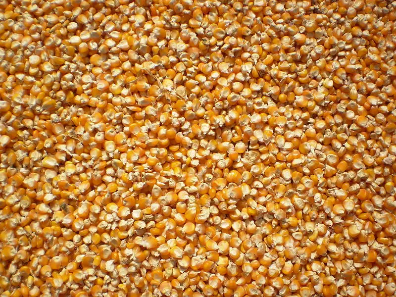 Корм для крупного рогатого скота кукурузы whatsapp + 84-845-639-639