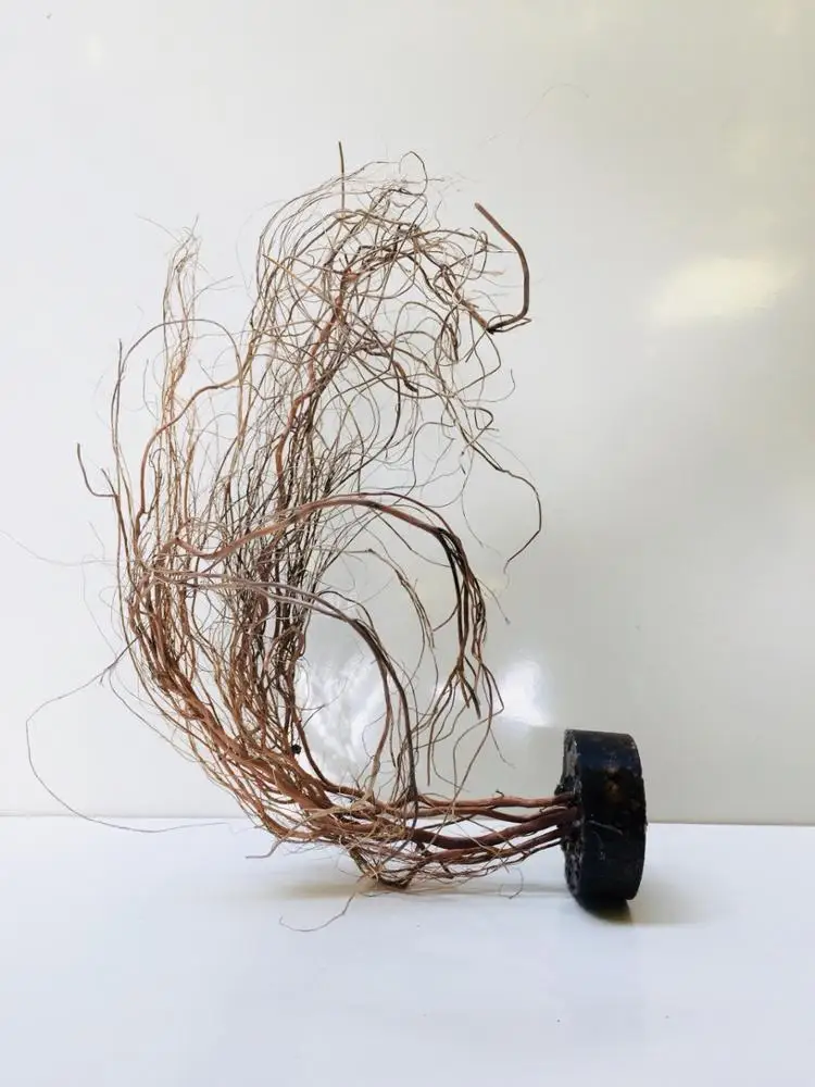 Nano aquarium driftwood