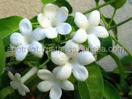 Jasmine Absolute / concrete Natural 100% Pure Essential Oil Egypt