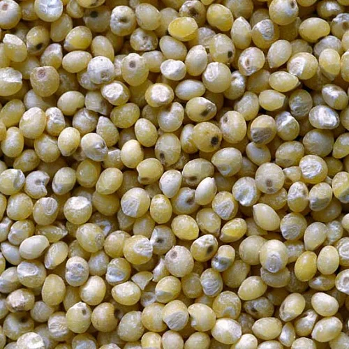 Quality Millet Seeds for sale
