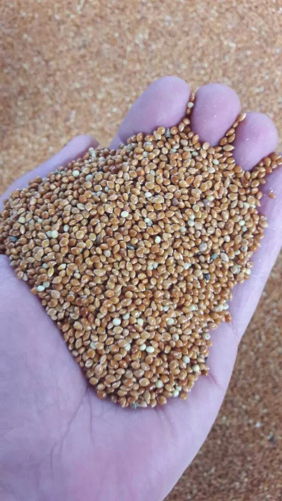 
Best Selling Wholesale Bird Feed Seeds Of Ukrainian origin Red Millet for Birds 