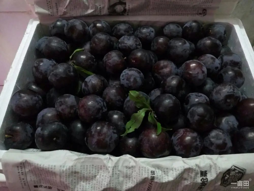 
Top grade juicy tasty 85% maturity black amber fresh plums in bulk price 