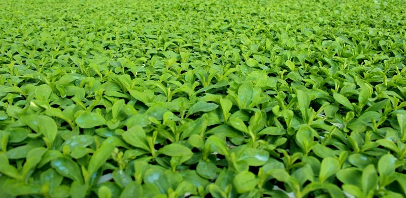 Stevia powder natural herbal extract in 200g packageing  pure safe