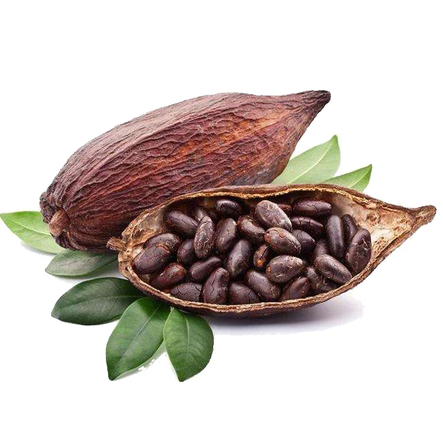 
High Quality, Low Cost And High Quality Cocoa Beans From Peru 