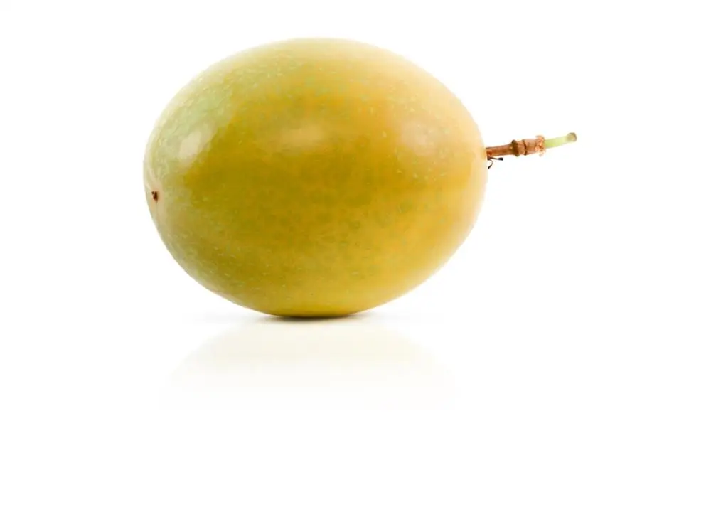 Marula Oil | Organic Marula Seed Oil | Sclerocarya Marula Seed Oil -Wholesale Bulk Price