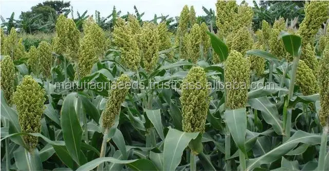 
Only price of that sorghum seeds for Malaysia 
