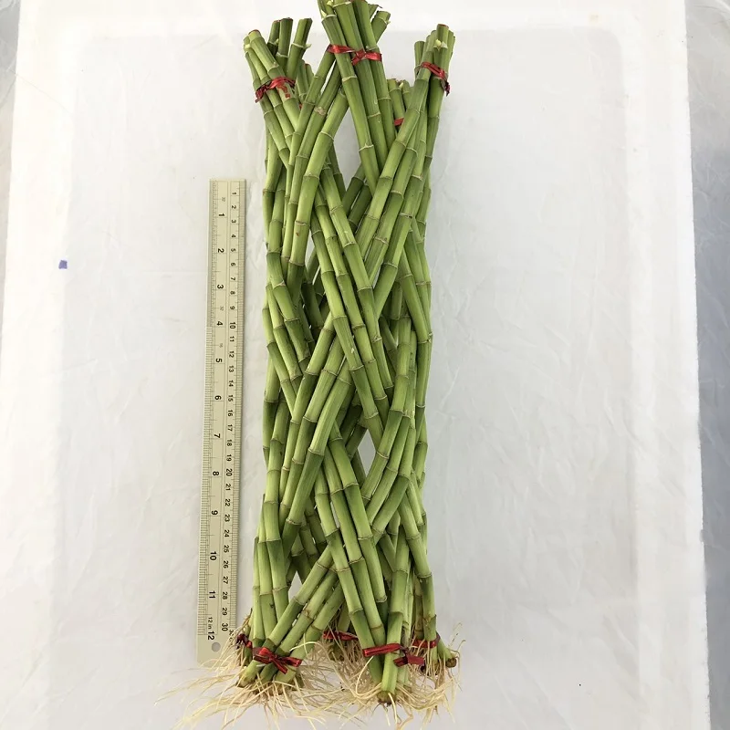 
Thailand Wholesale Fresh Braided Cutting Draceana Lucky bamboo 