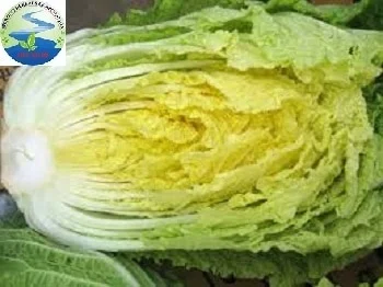 
100% Fresh Green Cabbage (Mekong Herbals) 