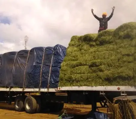 Alfalfa Hay  Animal Feed Alfalfa Hay from South Africa