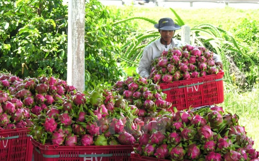 
Fresh Red / White Dragon Fruit +84 845 639 639 