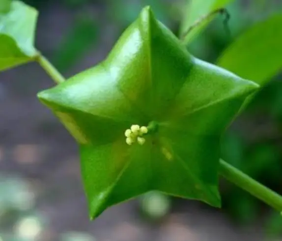 Yin jia guo High budding rate Chinese fruit sacha inchi seeds for sale