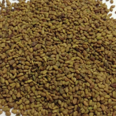
 Семена алфавы (MEDICAGO посева)  