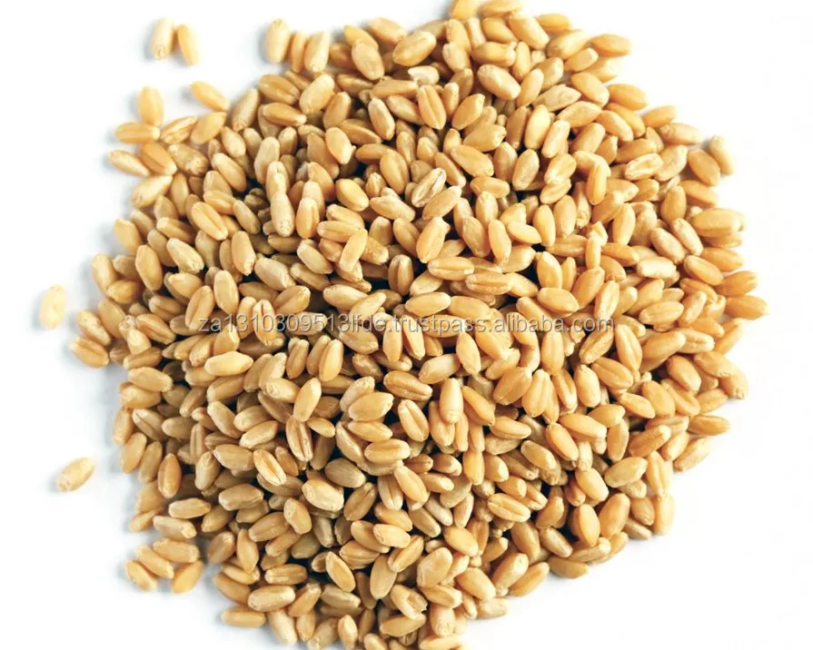 
 Корм ячменя для корма животных и людей  