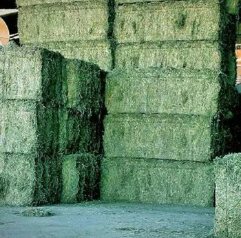 Alfalfa Hay  Animal Feed Alfalfa Hay from South Africa