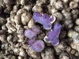 
BLACK GINGER EXTRACT /whatsapp: +84 845 639 639 