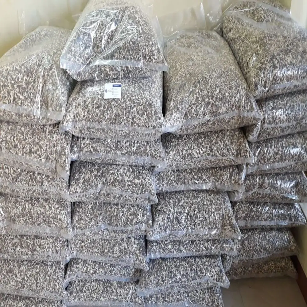 PKM1 Indian Moringa Oleifera Seeds - Whatsapp: +91 73580 94554