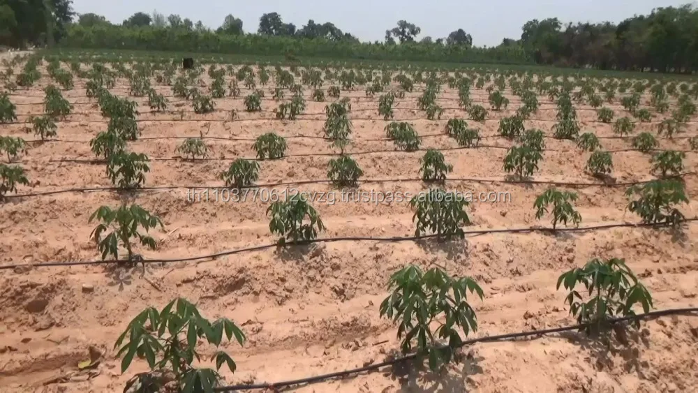 Tapioca Chip Product of Thailand