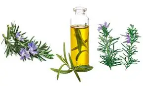 Best Quality Rosemary Oil from India