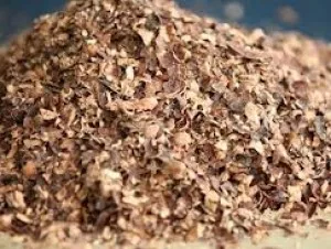 Cashew husk/ cashew in Vietnam