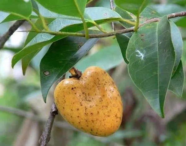 NEW CROP FRESH ANNONA GLABRA FROM VIETNAM in 2020