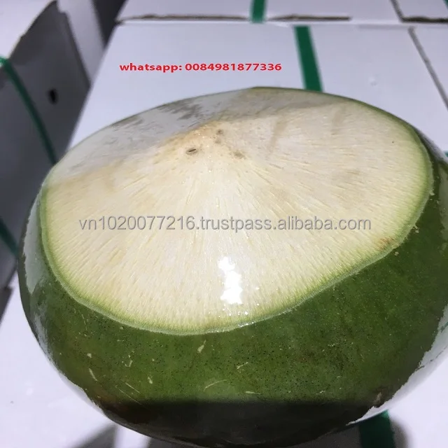 YOUNG VIETNAM COCONUT