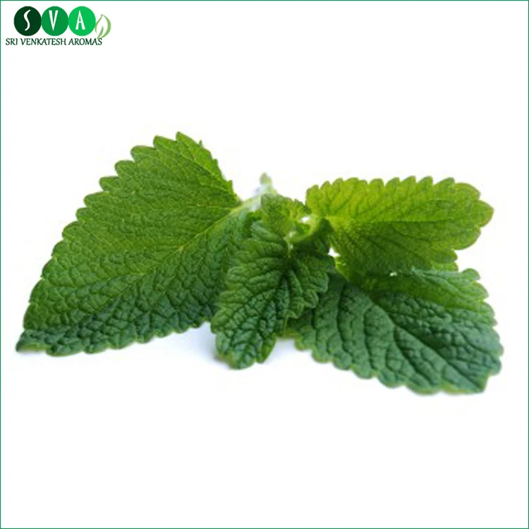 High Quality Wholesale Organic Cornmint Oil Bulk Supplier Wholesale Manufacturer Essential Oil Best Quality - Export From India