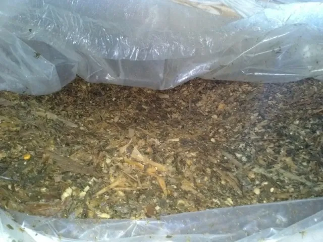 Стебли кукурузы для корма крупного рогатого скота-обезвоженная Кукуруза для силоса-силажи для крупного рогатого скота WHATSAPP 0084 845639639